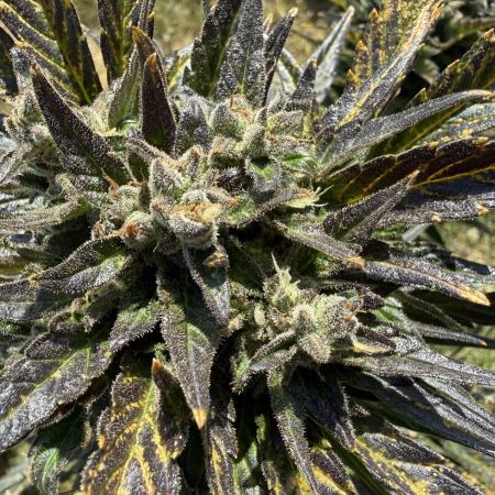 1. outdoor Tropicana cookies auto