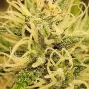 Late Auto-flower