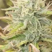 Late Auto-flower
