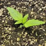 Lets Grow