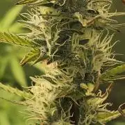 Late Auto-flower