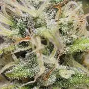 Late Auto-flower
