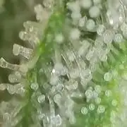 Late Auto-flower