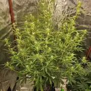 Late Auto-flower