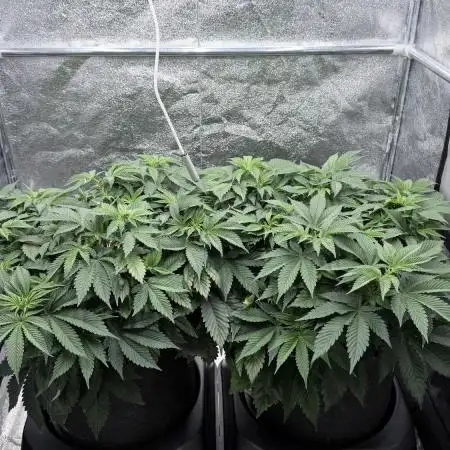 Barney's Farm Pineapple Chunk - Organic