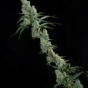 First Coco Grow
