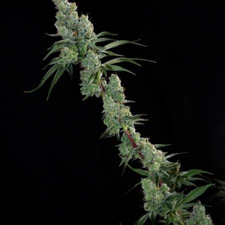 First Coco Grow