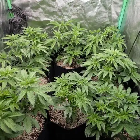 First Coco Grow