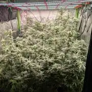 First Coco Grow