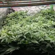 First Coco Grow