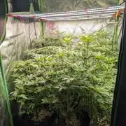 First Coco Grow