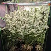 First Coco Grow