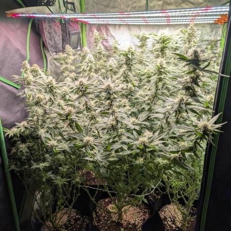 First Coco Grow
