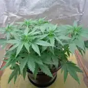 Sweet Afghani Delicious, by Sweet Seeds