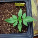 Girl Scout Cookies Autoflower experiment