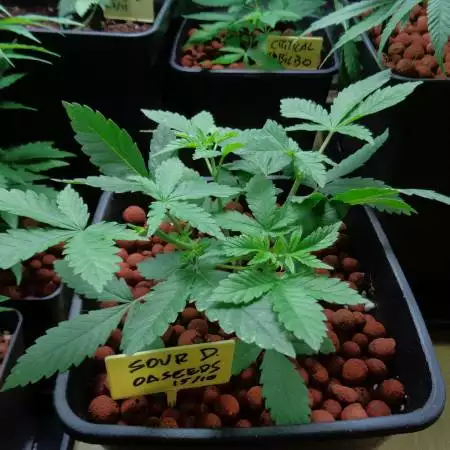 Sour Diesel "Oaseeds" bulk