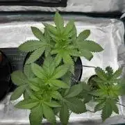 1st Coco x AutoPot