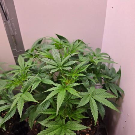 Banana Cream Cake XL Auto🍌?