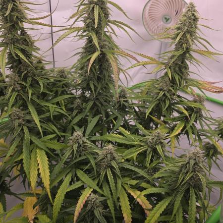 Voyager F1 Auto🍬🍭💚