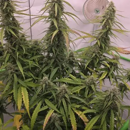 Voyager F1 Auto🍬🍭💚