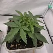 Sweet Seeds Runde🍌🥞🍒