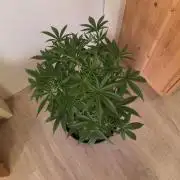 Banana Cream Cake XL Auto🍌?