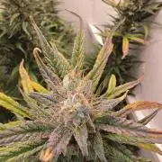 Banana Cream Cake XL Auto🍌?