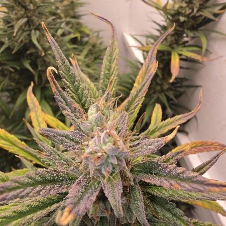 Banana Cream Cake XL Auto🍌?