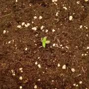 Papaya Stank - Sensible Seeds💚😋
