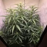 Voyager F1 Auto🍬🍭💚