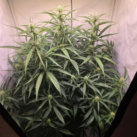Voyager F1 Auto🍬🍭💚