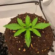 Voyager F1 Auto🍬🍭💚