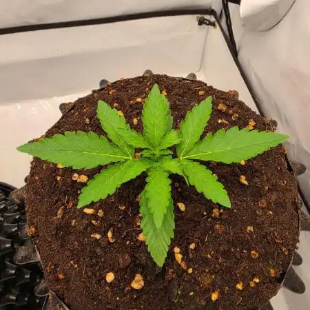 Voyager F1 Auto🍬🍭💚