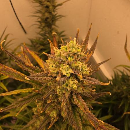 Banana Cream Cake XL Auto🍌?