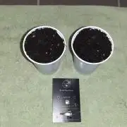 Khalifa Genetics - Aladdin Kush V2😇😍