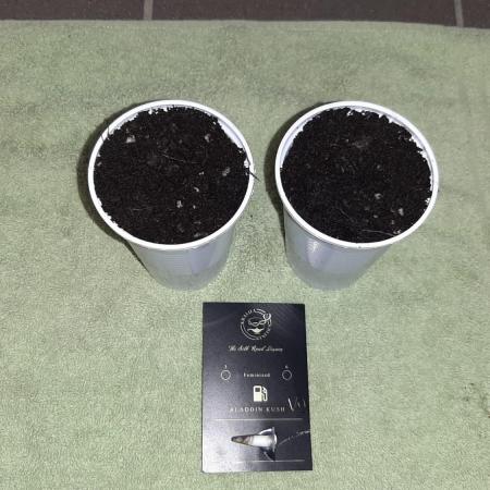 Khalifa Genetics - Aladdin Kush V2😇😍
