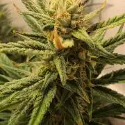 Banana Cream Cake XL Auto🍌?