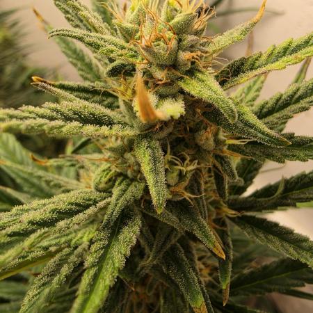 Banana Cream Cake XL Auto🍌?