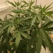Voyager F1 Auto🍬🍭💚