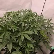 Sweet Seeds Runde🍌🥞🍒