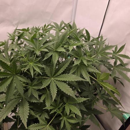 Sweet Seeds Runde🍌🥞🍒
