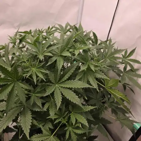 Sweet Seeds Runde🍌🥞🍒