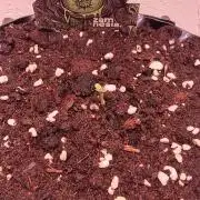 Zamnesia - Toad Venum 😍💯💚