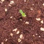 Voyager F1 Auto🍬🍭💚