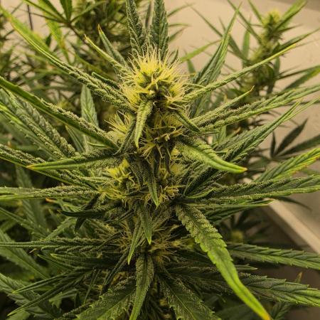 Banana Cream Cake XL Auto🍌?