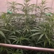 Sweet Seeds Runde🍌🥞🍒