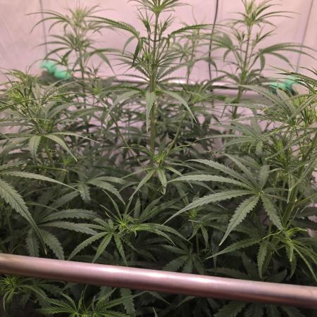 Sweet Seeds Runde🍌🥞🍒