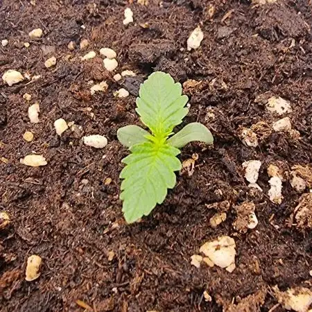 Voyager F1 Auto🍬🍭💚