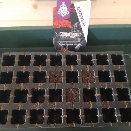 Zamnesia Seeds - Godfather OG Auto💯😻