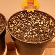Papaya Stank - Sensible Seeds💚😋